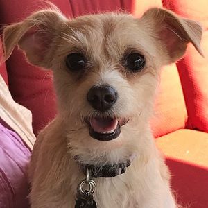 Meet your Posher, Rocci